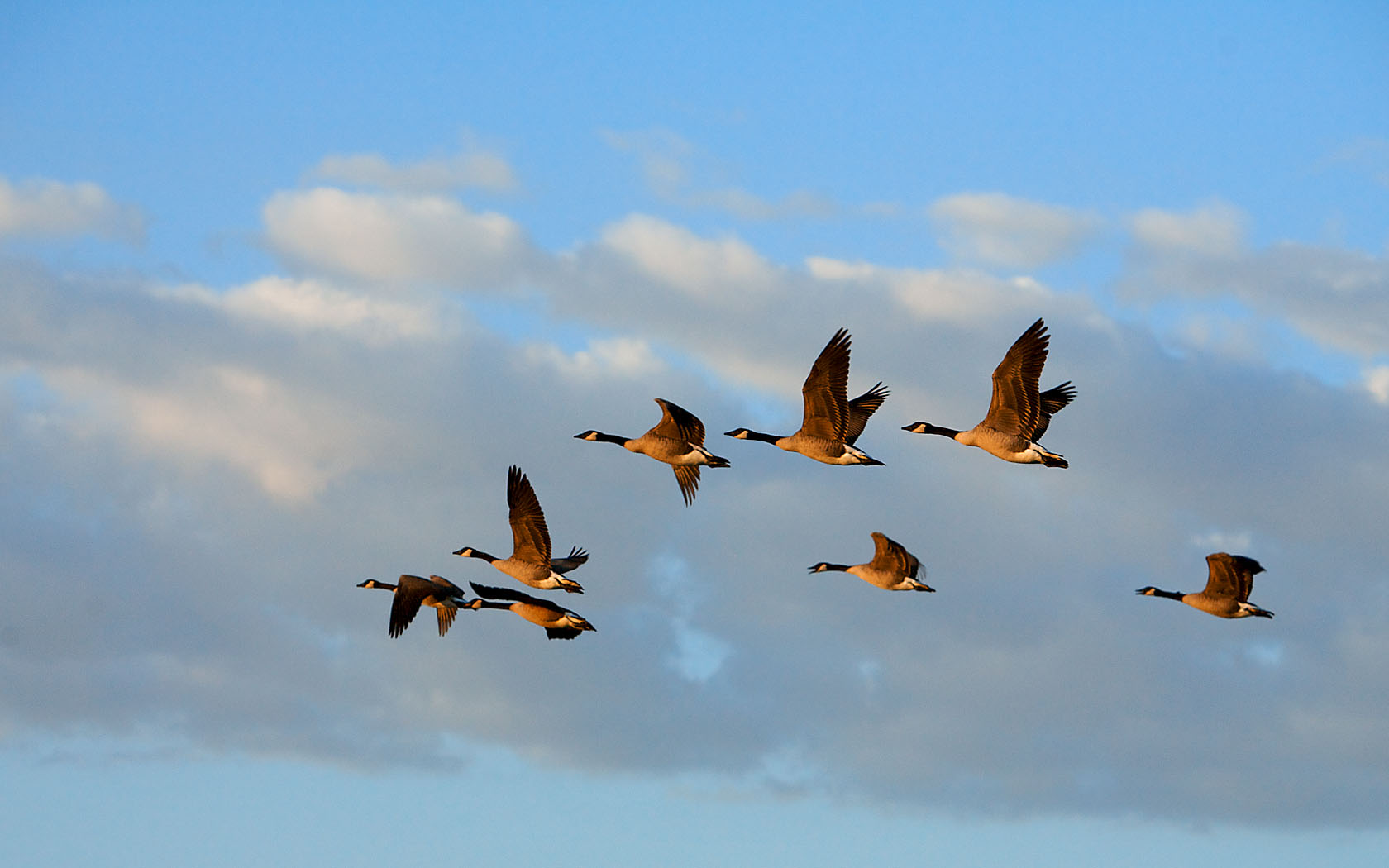 I’m looking for a Goose